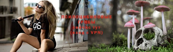 гашик Алексин