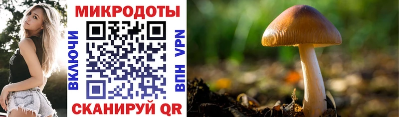 Псилоцибиновые грибы Psilocybe  Ленинск-Кузнецкий 
